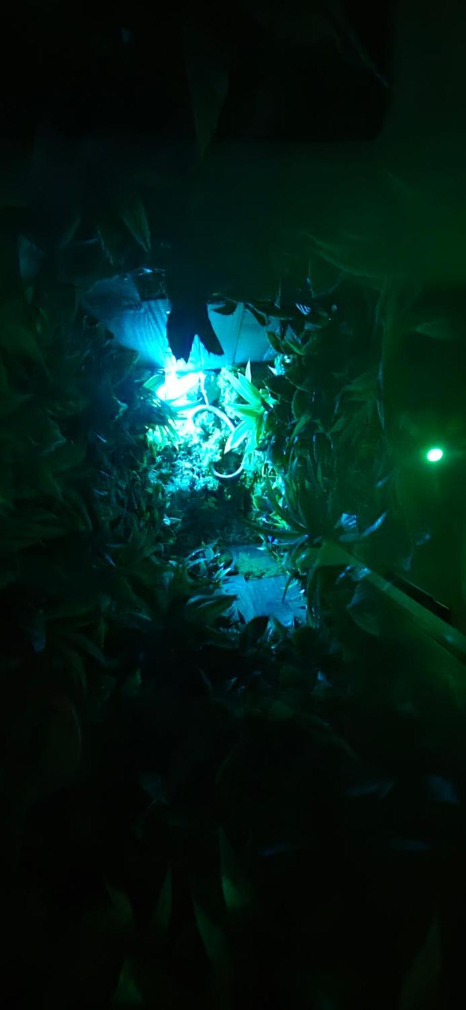 La Jungle Room โรญัค ภายนอก รูปภาพ